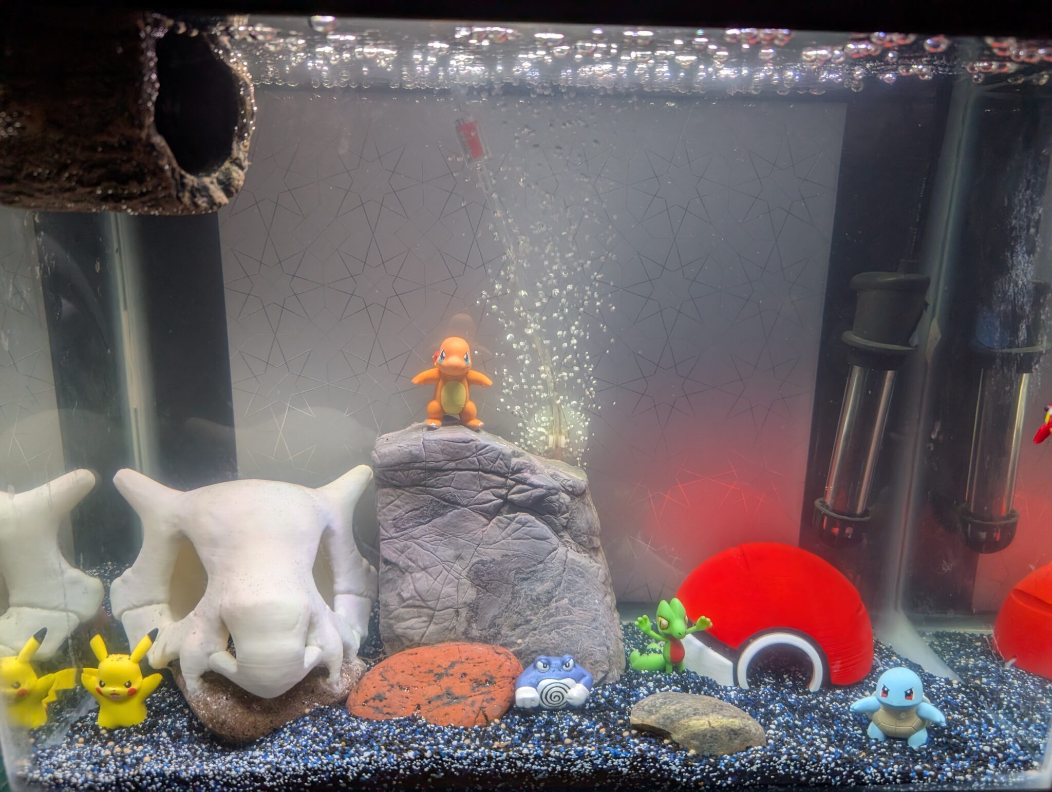 Sdf Fish SDTFS – San Diego Tropical Fish Society